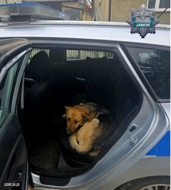 Zdezorientowane psy czekały przy trasie S3. Właścicielowi grożą surowe konsekwencje