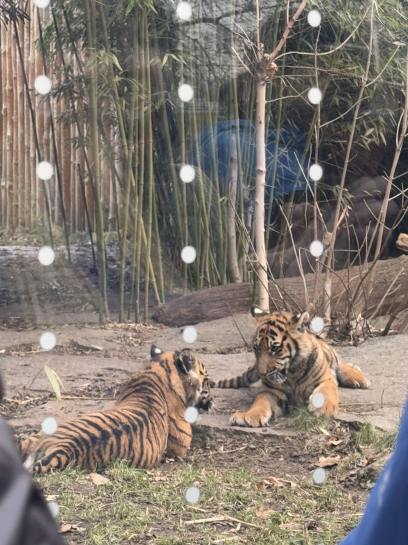 Czy warto jechać do ZOO Wrocław zimą?