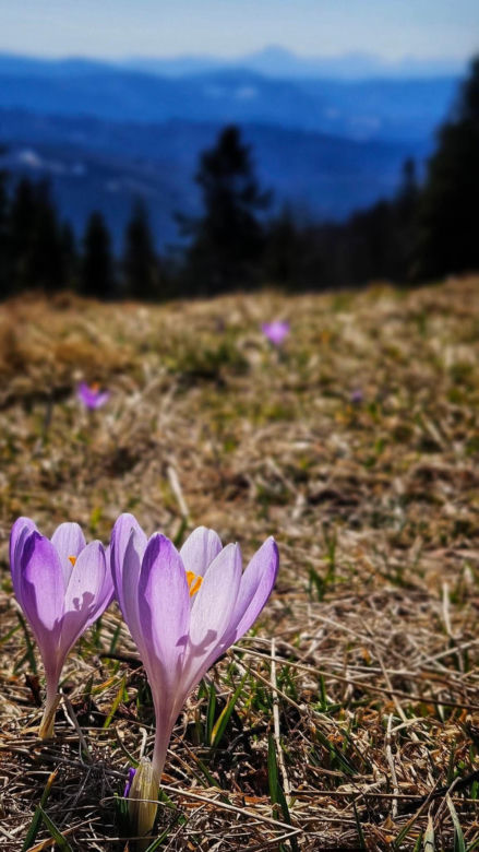 Krokusy na Rysiance