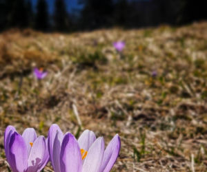 Krokusy na Rysiance