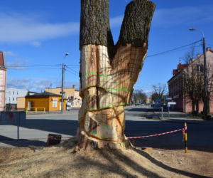 Węgorzewo: Obumarłe drzewo z początku XX wieku zmienią w... RZEŹBĘ! [ZDJĘCIA]