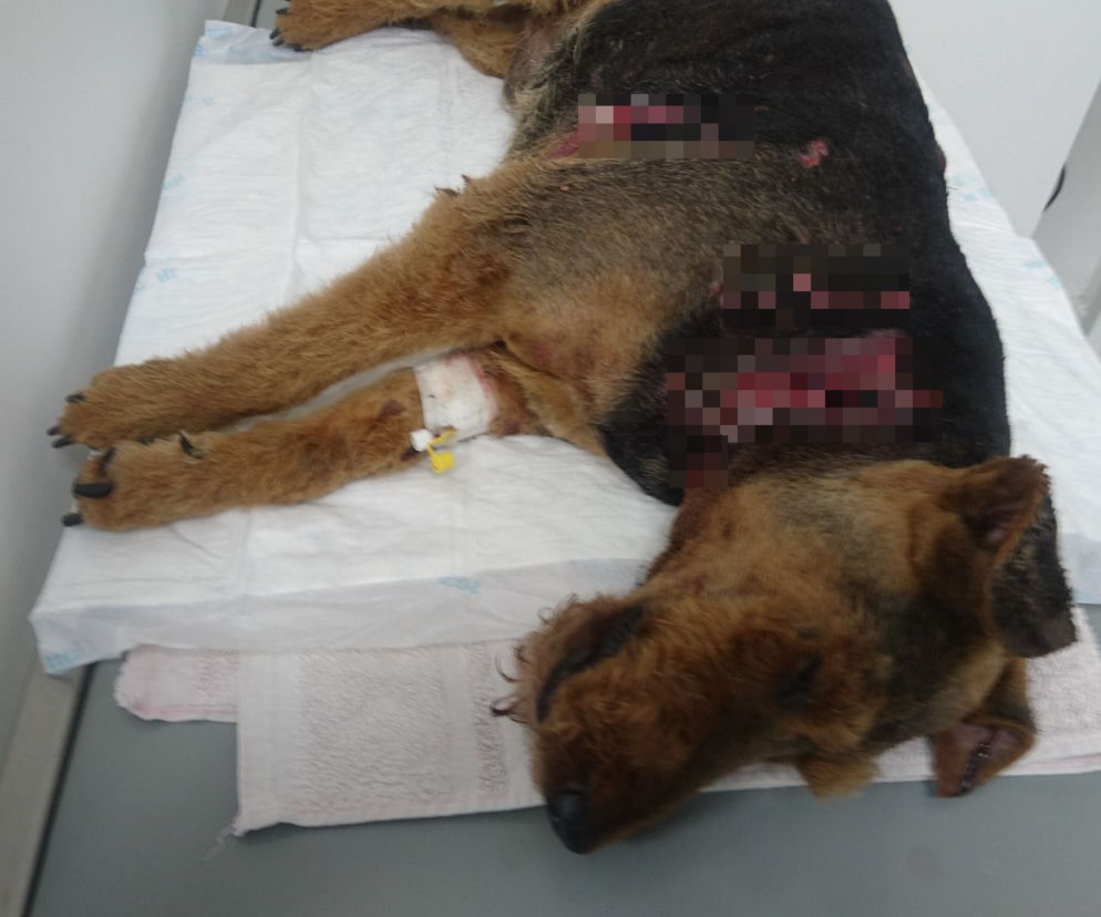 Luzem biegające amstaffy pogryzły psa i dwie kobiety