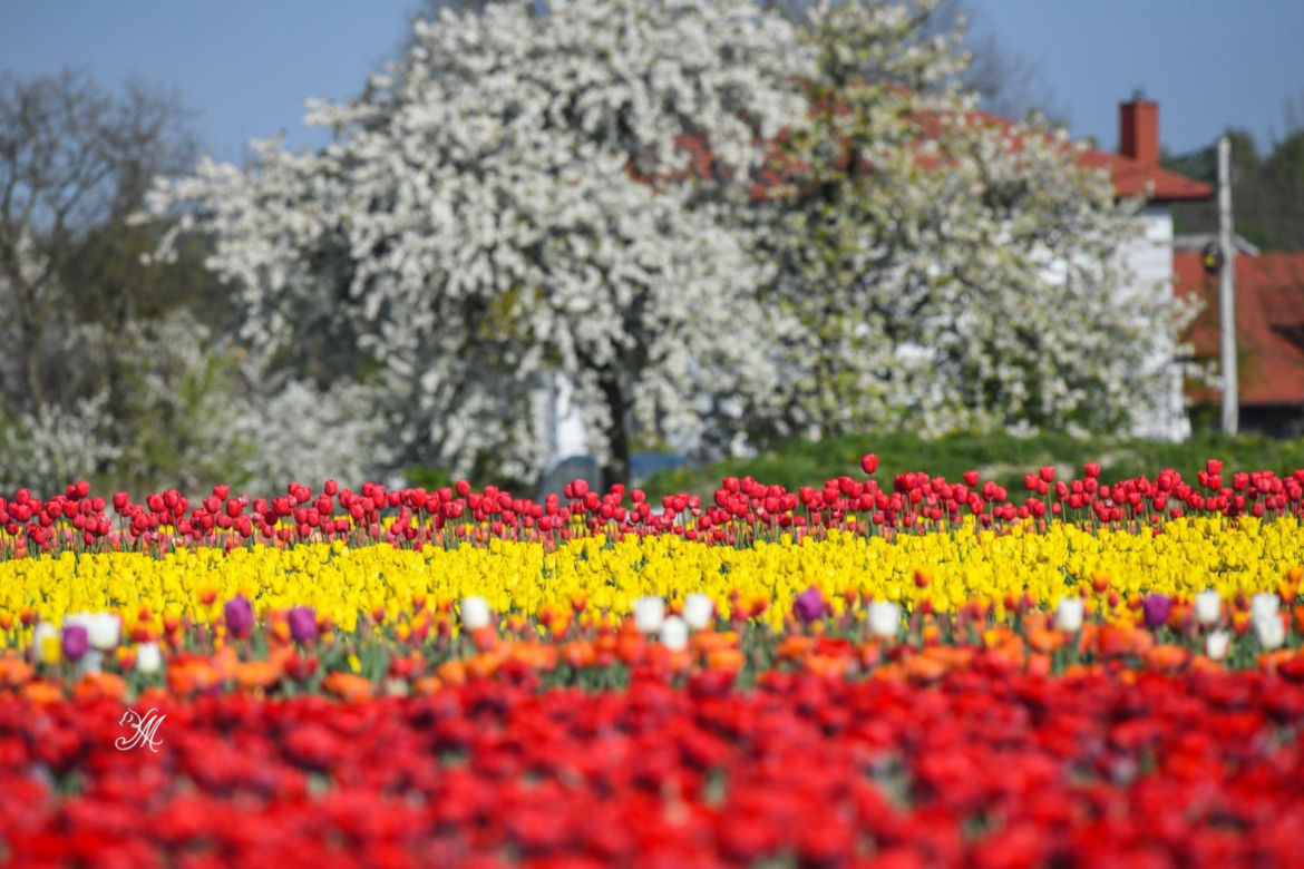 Gospodarstwo Świętokrzyskie tulipany