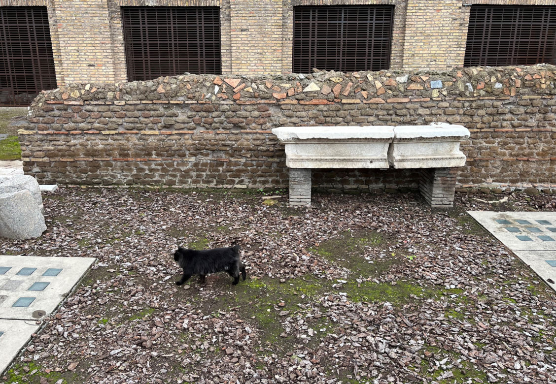 Largo Argentina w Rzymie. Koty zamieszkały w starożytnych ruinach - zobacz zdjęcia