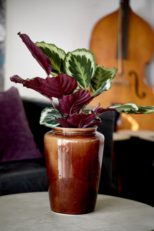 Calathea roseopicta