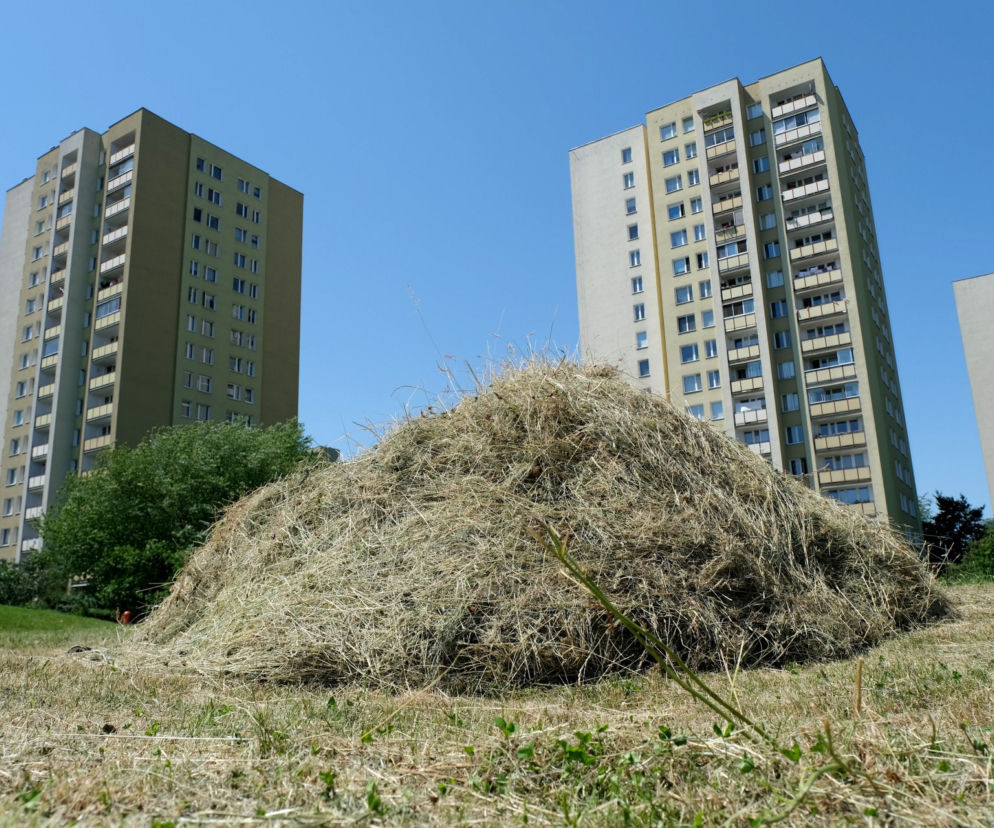 Awantura o trawę! Sezon na koszenie trwa. Kosiarki wzbudzają wiele kontrowersji 