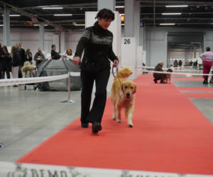 Międzynarodowa Wystawa Psów Rasowych Duo Cacib Kielce 2025