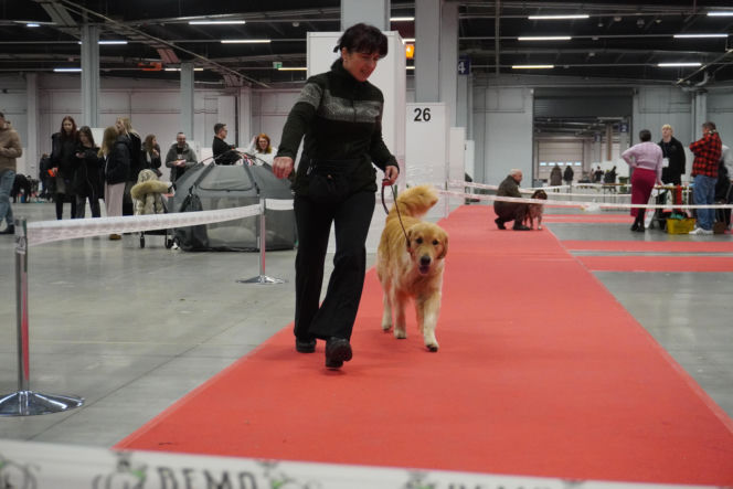 Międzynarodowa Wystawa Psów Rasowych Duo Cacib Kielce 2025