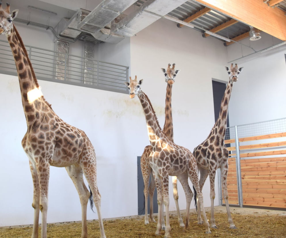Żyrafy z poznańskiego ZOO są już w nowym domu