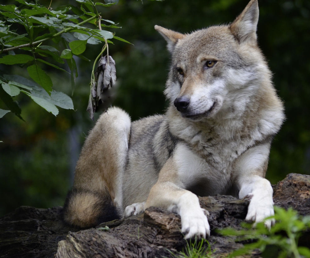 Pod Koszalinem powstaje niezwykłe miejsce! Trafi tam dzikie zwierzę złowione w Białowieży!