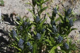 Amsonia nadreńska = Amzonia nadreńska - Amsonia tabernaemontana 