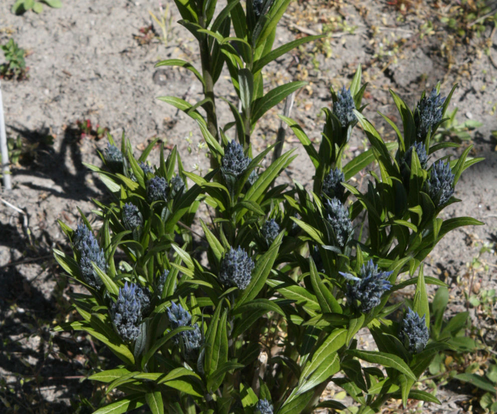 Amsonia nadreńska