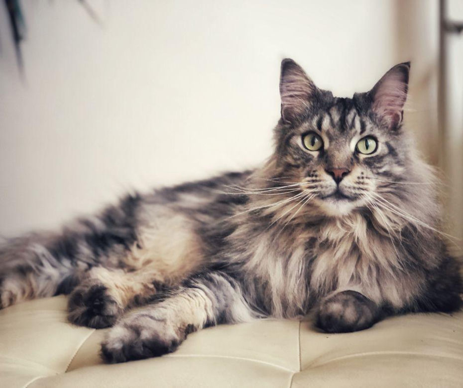 Maine Coon