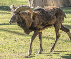 Muflon