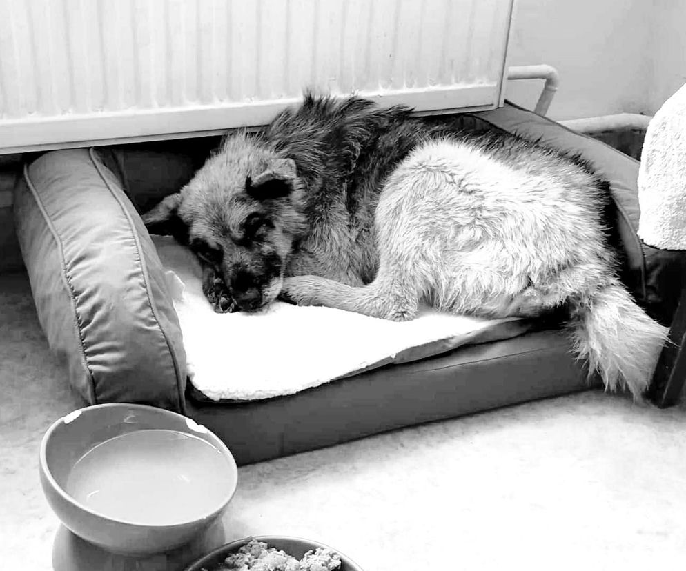 Nie żyje pies Czesio