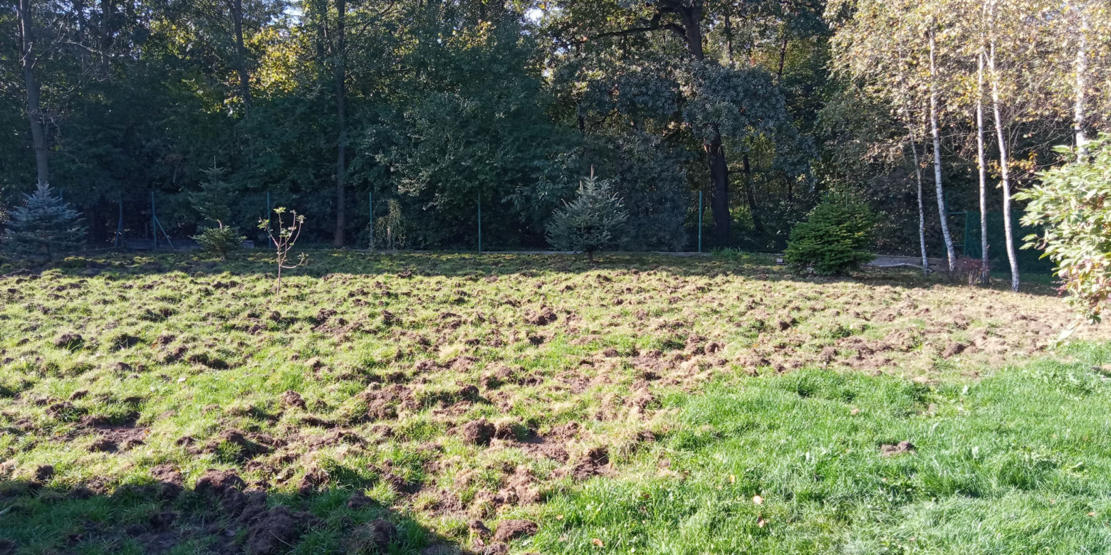 Dziki sieją spustoszenie w krakowskich Czyżynach
