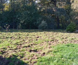 Dziki sieją spustoszenie w krakowskich Czyżynach