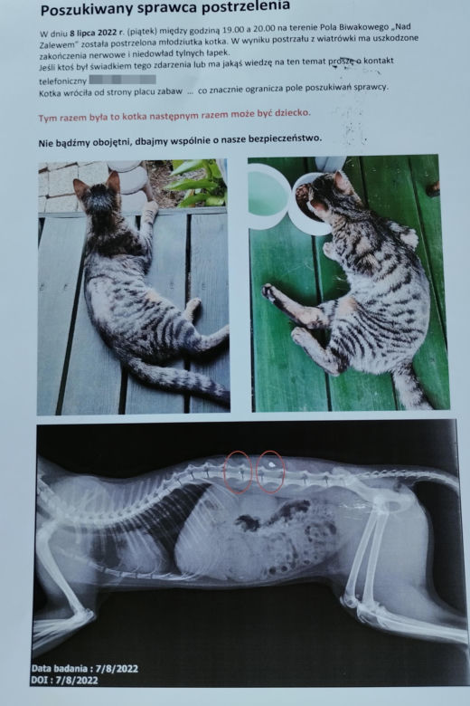 Koci snajper strzelał do Kitki