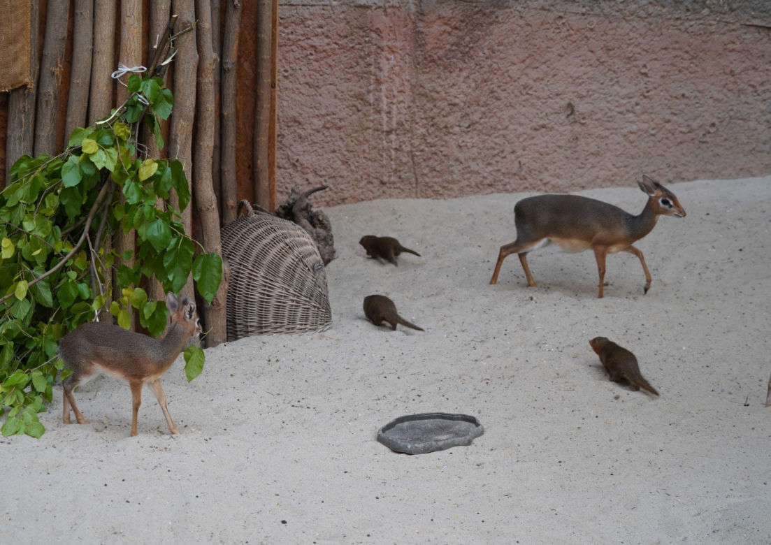 We wrocławskim zoo urodził się kolejny dikdik. Zobaczcie, jaki jest słodki! [ZDJĘCIA]