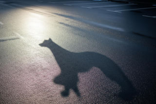 Porzucenie psa w Wigilię. Kto porzuca zwierzęta w tak świątecznym czasie?