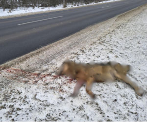 Młoda wilczyca zginęła pod kołami samochodu w Świętokrzyskiem