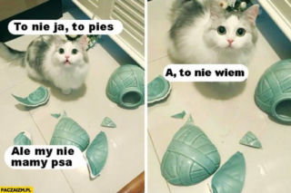 Zobacz najśmieszniejsze obrazki i MEMY z kotami! 