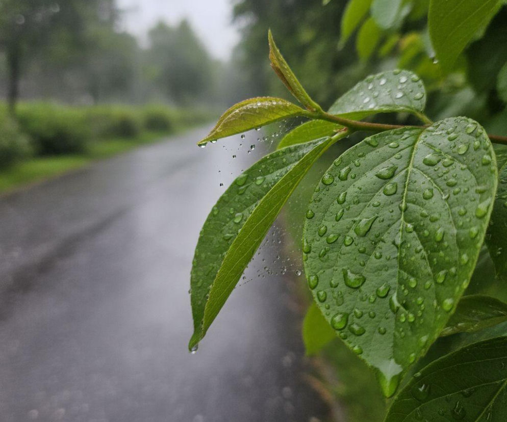 Krople deszczu na zielonych liściach przy mokrej drodze. O deszczowym weekendzie w Krakowie przeczytasz na SE.