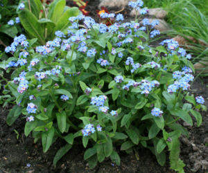 Niezapominajka błotna