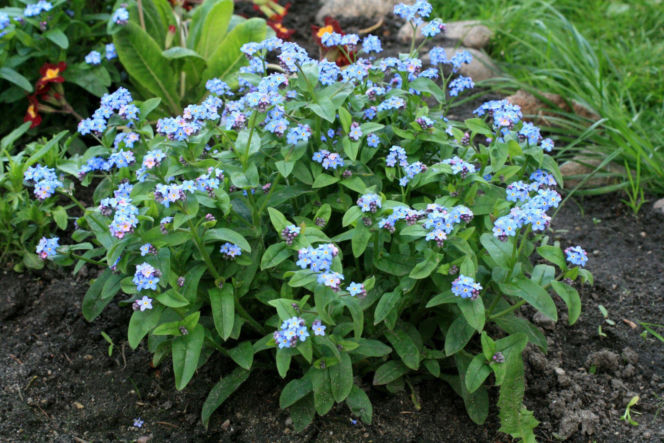 Rośliny do oczka wodnego