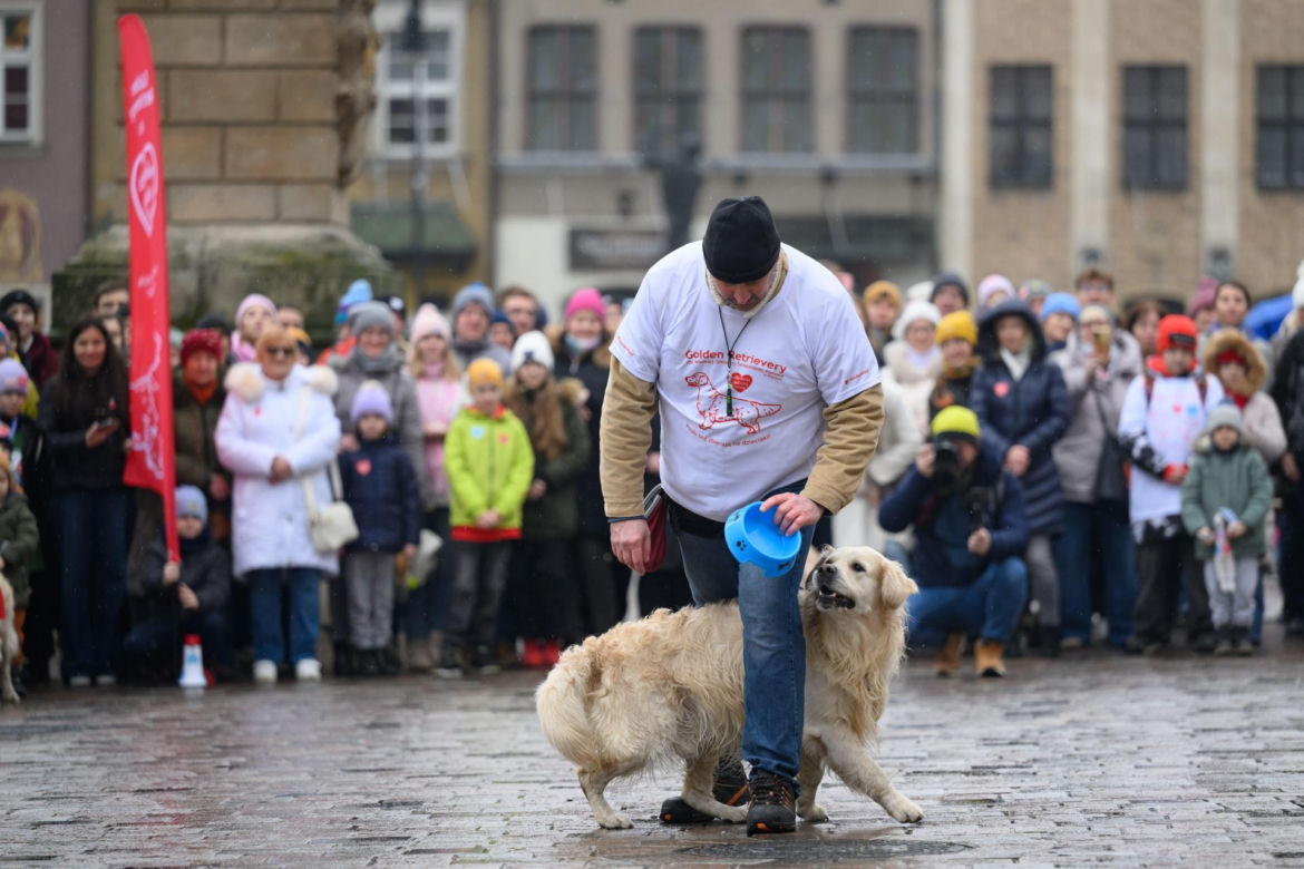 Poznań. Pokaz wyszkolenia psów z grupy „Golden Retriever WOŚP w Poznaniu” podczas 33. Finału Wielkiej Orkiestry Świątecznej Pomocy