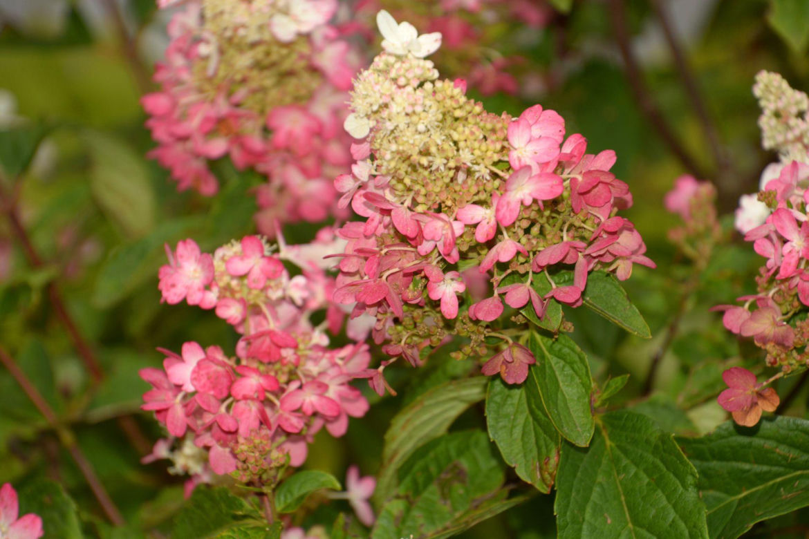 Hortensja bukietowa 'Pinky Winky'