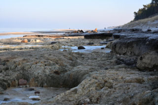 Bałtyk odsłonił las sprzed tysięcy lat