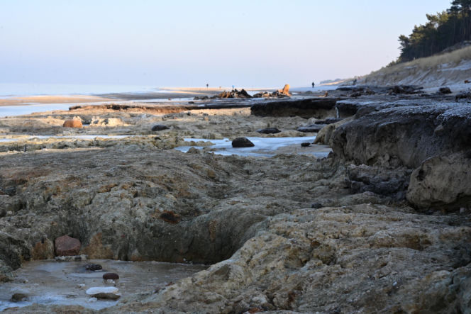 Bałtyk odsłonił las sprzed tysięcy lat