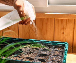 Uprawa rozsady w miniszklarence