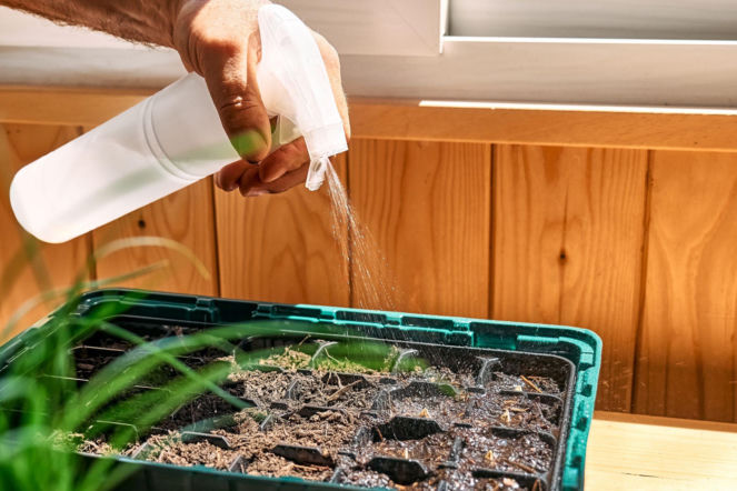 Uprawa rozsady w miniszklarence