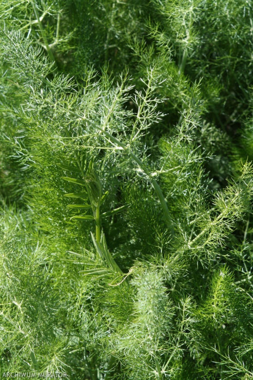 Fenkuł włoski