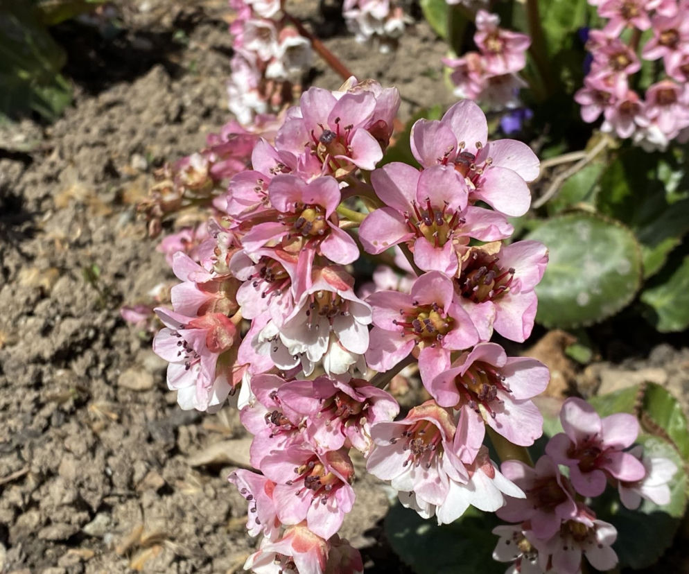 Bergenia orzęsiona