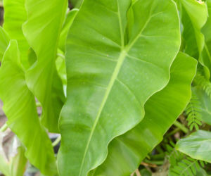 Filodendron strzałkolistny