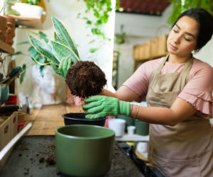 Przesadzanie sansewierii