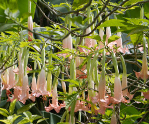 datura