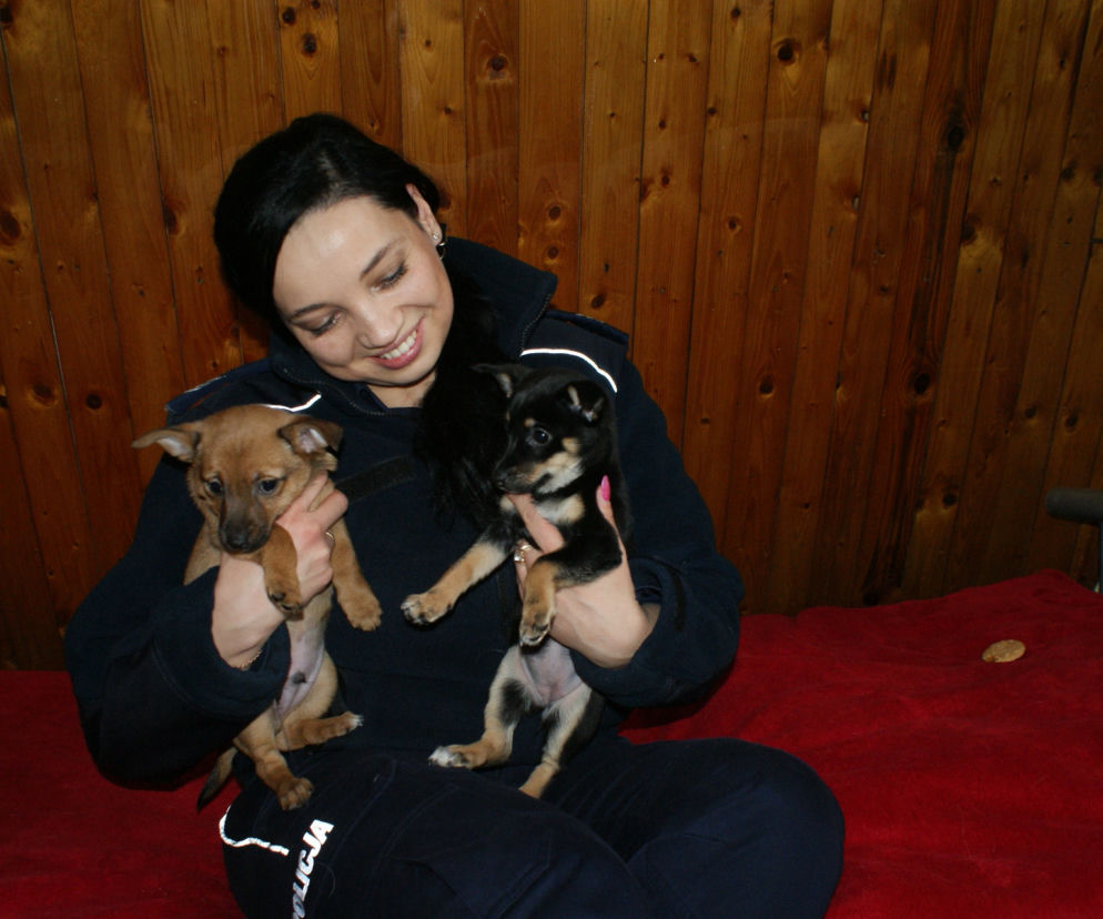 Edek i Miłka czekają na adopcję