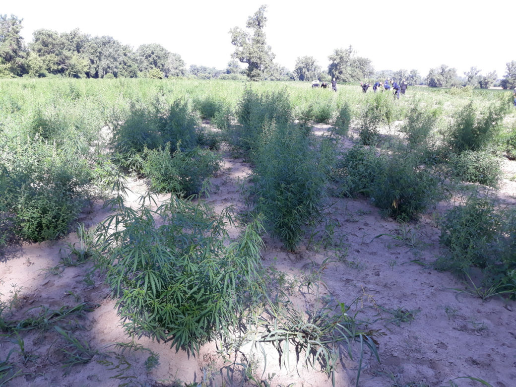 Gigantyczna plantacja marihuany zlikwidowana