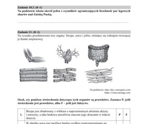 Matura 2020 ARKUSZE CKE z biologii POZIOM ROZSZERZONY 