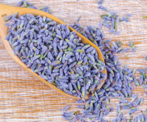 Czy lawenda odstrasza kleszcze? Tak. Ale jak działa?