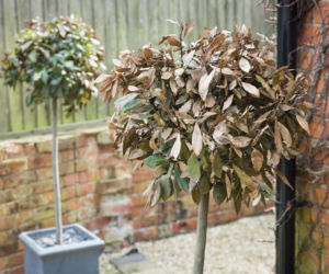 Co powoduje usychanie liści drzewka laurowego?