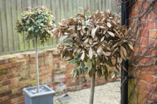 Dlaczego liście drzewka laurowego usychają? Ekspert wyjaśnia problem