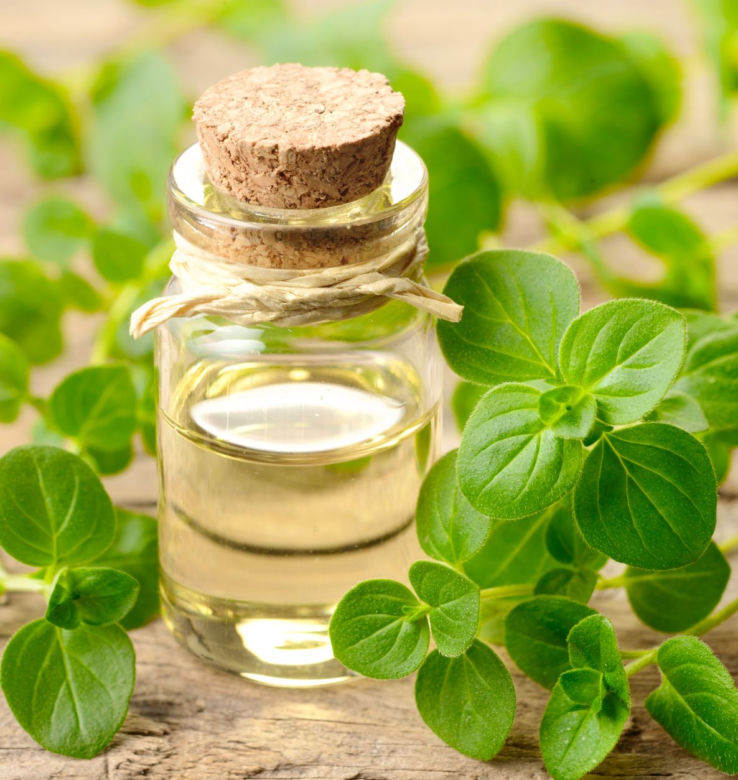 Oregano