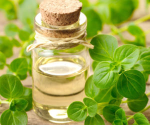 Oregano