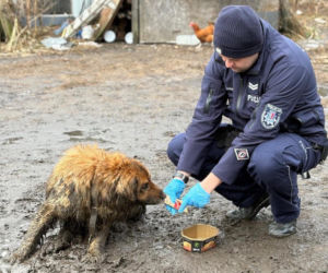Sytuację uratował przypadkowy przechodzień