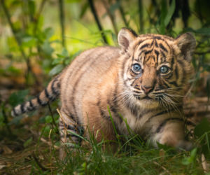 Mała tygrysica z wrocławskiego zoo otrzymała słoneczne imię